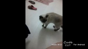 моя кошка, •гача клуб•, (зовут Мими).