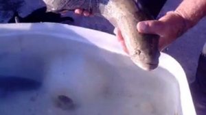 необычный откорм рыбы...