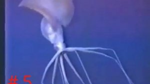 Bigfin Squid (Magnapinna Sp.) Compilation Video