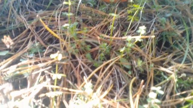 Мухомори отруйні гриби обережно смотреть онлайн