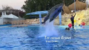 Дельфинарий в Шарм Эль Шейх. Сколько стоит шоу ? Экскурсии Шарм Эль Шейх