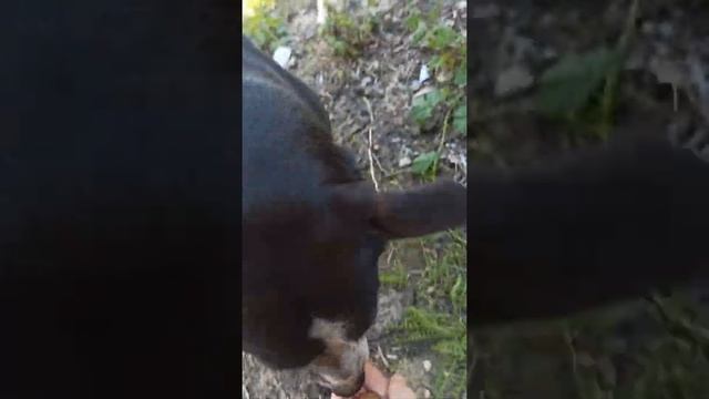 Кормлю собаку с руки смотреть онлайн