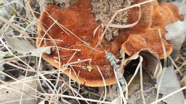 Чудо гриб 😍 смотреть онлайн