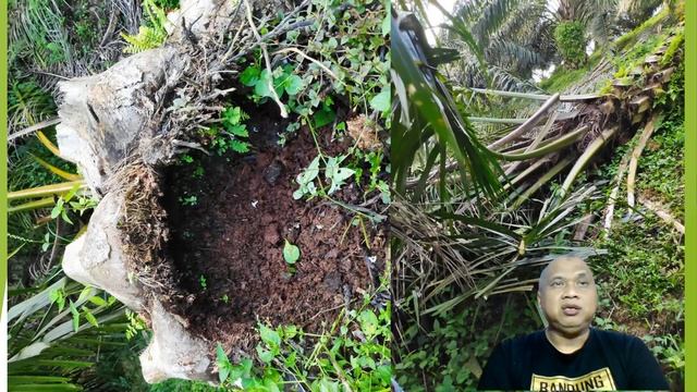 Penyakit Ganoderma di Kelapa Sawit tidak mesti muncul tubuh buah jamurnya! смотреть онлайн