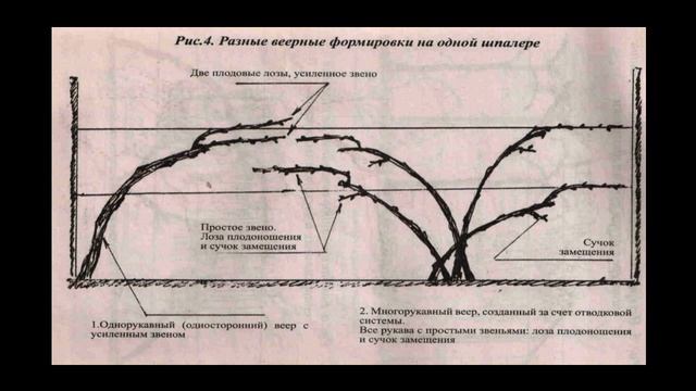31 формировка винограда смотреть онлайн
