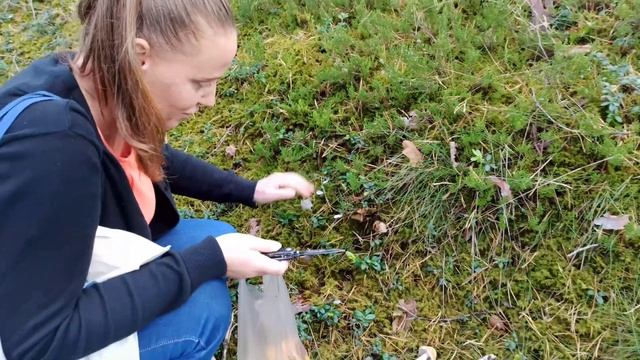 Сюда за грибами нужно с прицепом  Aiz sēnēm Laugstiņos jāņem piekabi  Mushrooms in  Latvia 4k