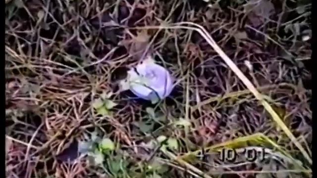 Рядовки Фиолетовые  в лесу Телеши  Кот Васька  Ужи смотреть онлайн