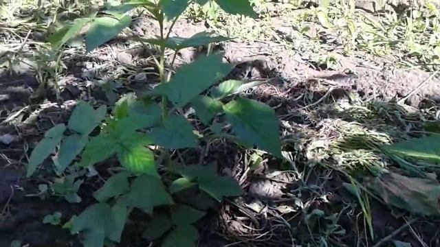 Результат весенней посадки малины зелеными отпрысками смотреть онлайн