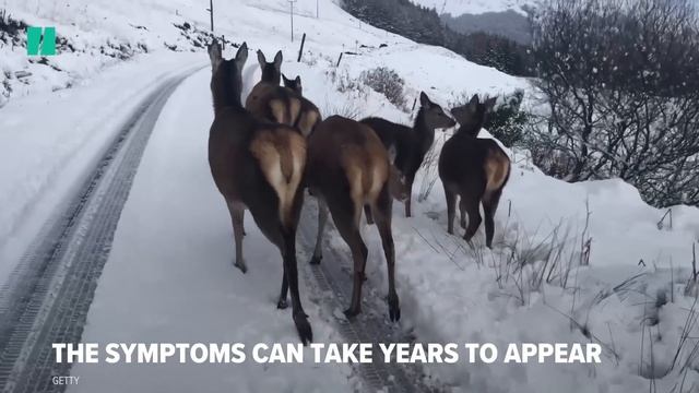 Zombie Deer Disease Explained смотреть онлайн