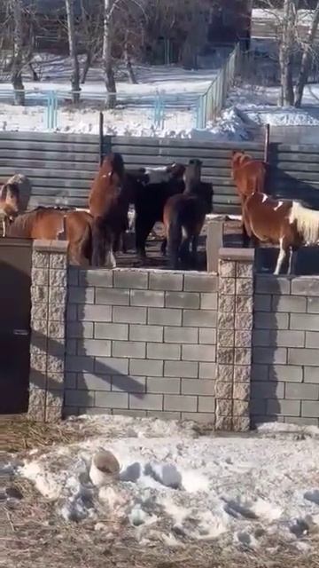Айғыр 5 Қасқа Кобал Индеец . Ала Айгыр Шағыр Көз . Астана