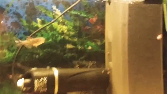 МОИ РЫБКИ!!! смотреть онлайн