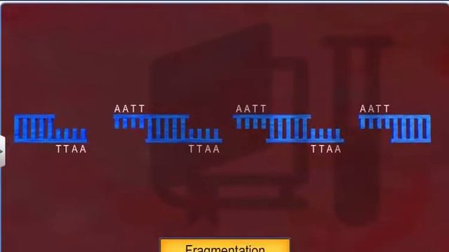 Molecular Basis of Inheritance – 14, Human Genome Project  Methodologies