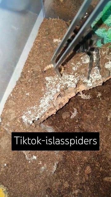 #shorts #tarantula #cutepets