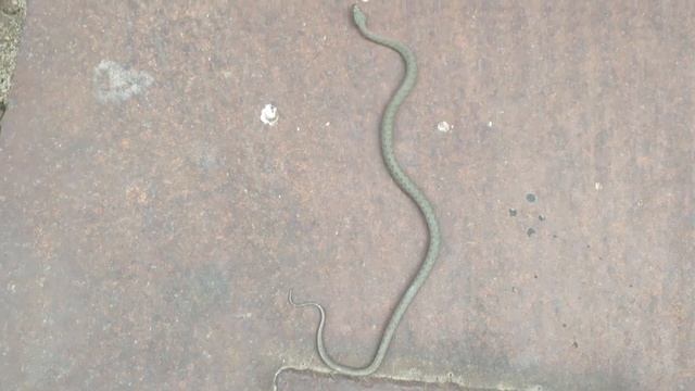 Медянка смотреть онлайн