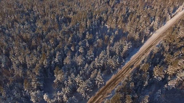 A narrow forest road between the snow-covered firs and pines смотреть онлайн
