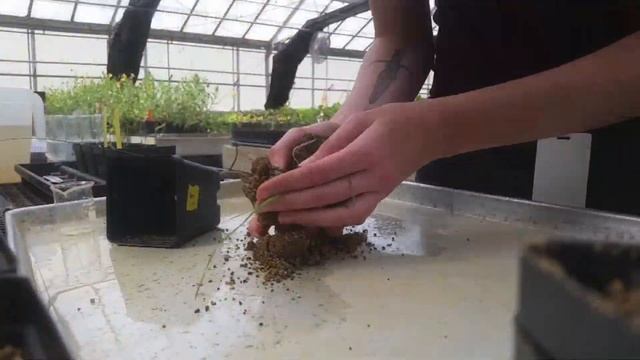 Effects of Inter- and Intraspecific Competition on Soil, Roots, and Mycorrhizae - Brooke Allen смотреть онлайн