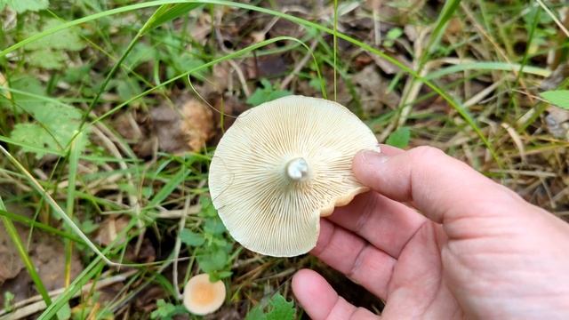 Говорушка ворончатая (Clitocybe gibba). Как выглядит гриб на месте произрастания.