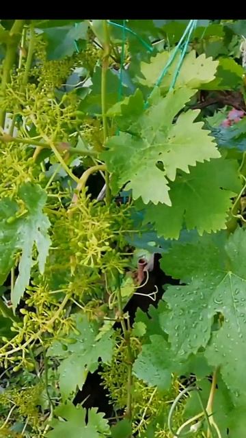 Не поливайте виноград #виноград #shorts смотреть онлайн