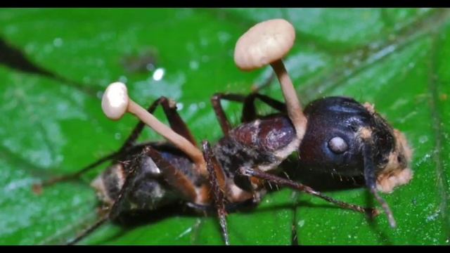 Ophiocordyceps unilateralis !! смотреть онлайн