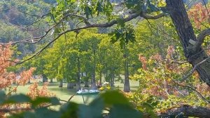 Златка обыкновенная черная . Сукко