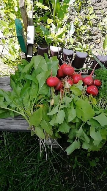 Первый урожай зелени и редиски смотреть онлайн