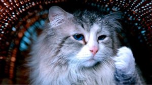 Девять жизней (2016). Обзор фильма