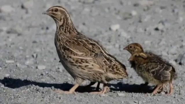 Madi Batair ki kirak مادی بٹیر کی کرک