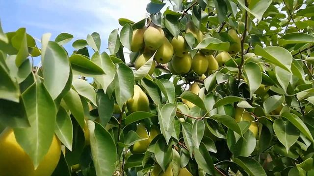 ГРУША/КАК ПОЛУЧАТЬ ОБИЛЬНЫЙ УРОЖАЙ смотреть онлайн