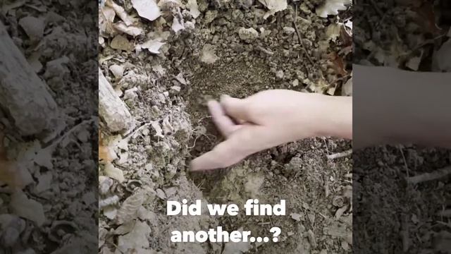 Truffle Hunting Tour - Alba (Italy) смотреть онлайн