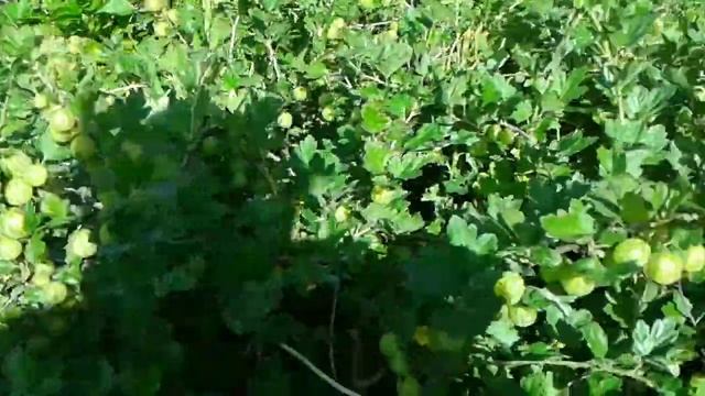 Крыжовник после обрезки.Крупный, усыпной. смотреть онлайн