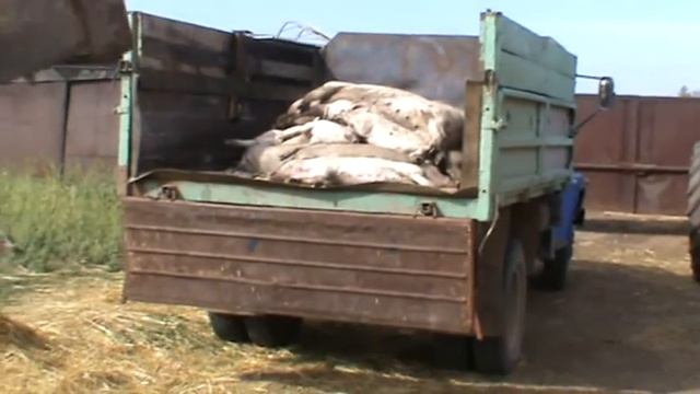 Коммерческая чума свиней смотреть онлайн