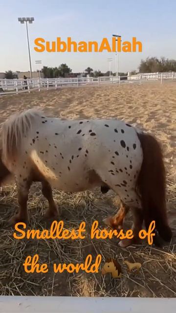 The smallest horse in the World 💕SubhanAllah
