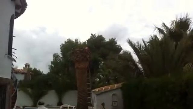 Palm Weevil Identification And How To Remove And Treat Palm Tree смотреть онлайн