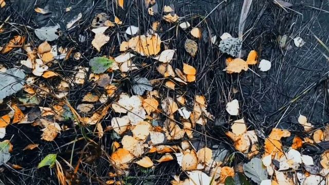 VID 20221103 020543 Одолень-трава 1905 (К. Бальмонт)...Павел Васильев Лахтинский смотреть онлайн