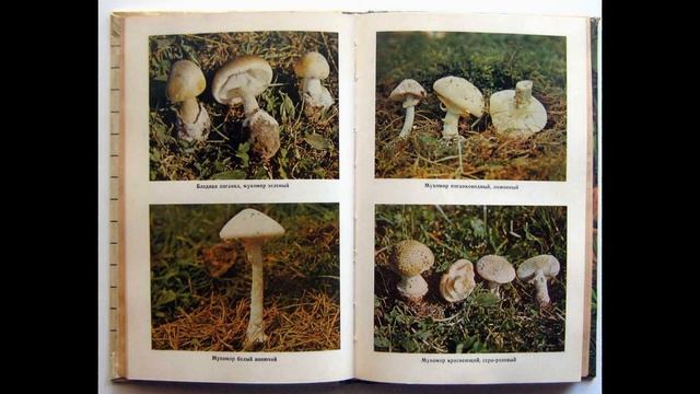 📖 Все о съедобных грибах (Козак В.Т, Козьяков С.Н)       關於食用菌的一切         All about edible mushroom