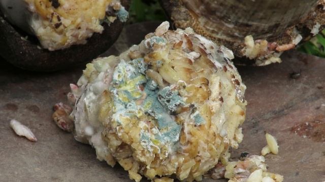 Identificación y Uso de Microorganismos de Montaña