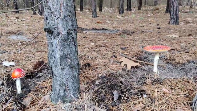 #Грибы 🍄 в Лесу Осенью 🌲 - #Грибалка и Грибной Сезон в Украине Autumn #Mushrooms 4k Forest Nature смотреть онлайн
