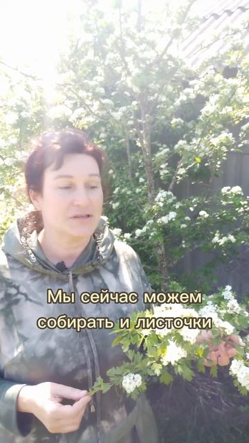 Растение-антистресс и защитник сердца! смотреть онлайн