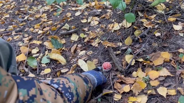 Пошел в лес за грибами смотреть онлайн