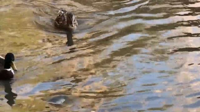 МУЗЫКА УХОДЯЩЕЙ ОСЕНИ... 🎶🍁🍂🎶 смотреть онлайн