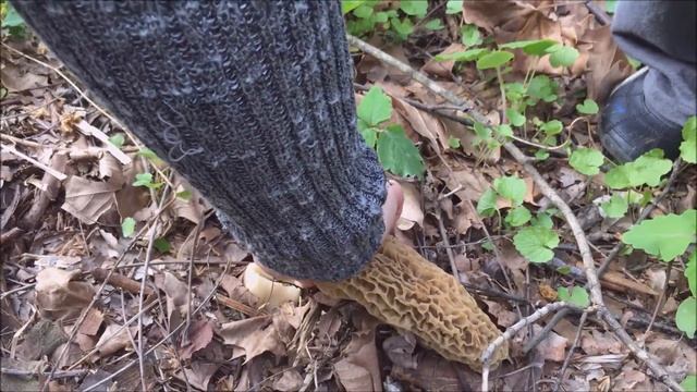 2017 MOREL MUSHROOM HUNTING & HAUL - FAMILY ADVENTURE 2 - SOME BIG & YELLOW смотреть онлайн