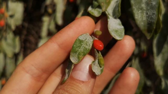 Годжи бери смотреть онлайн