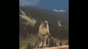 БОБЁР КРИЧИТ на протяжении часа