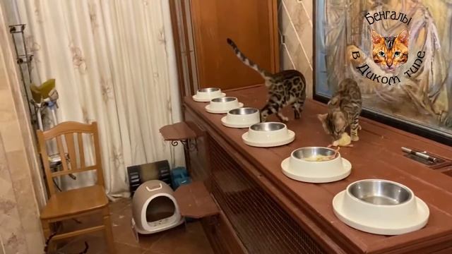 БЕНГАЛЬСКИЕ КОТЯТА ИЛИ ДОМАШНИЕ ЛЕОПАРДЫ