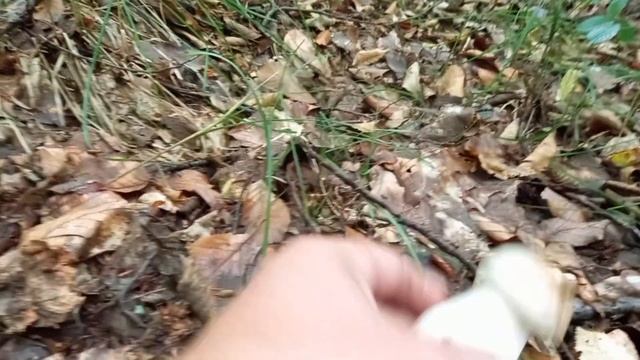 Почалося!! Нова хвиля:"ЛІЗУТЬ ОСІНІ БІЛІ ГРИБИ ". БОРОВИКИ...mushrooms смотреть онлайн