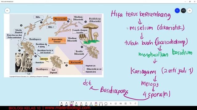 Materi Biologi Basidiomycota Kelas 10  Bab Kingdom Fungi