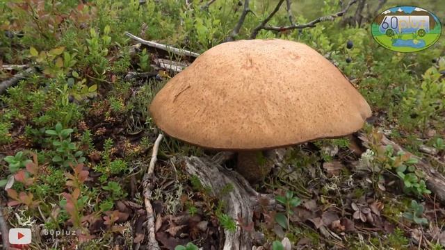 Sierpniowe grzybobranie. Krótki wypad po grzyby. смотреть онлайн