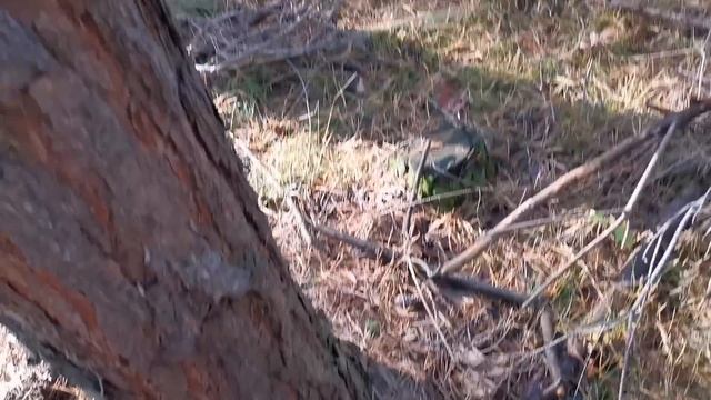 Idziemy na Podgrzybki. Zobaczymy ile nazbieramy. смотреть онлайн