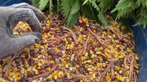 Самодельный корм для кур//Высокопротеиновая БИОДОБАВКА//Техасский мясной перепел Хитрук Елена