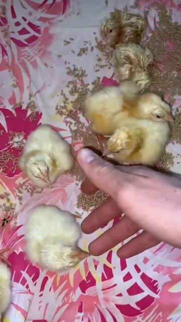 Первый раз самый интересный, соц первый опыт вывода бройлеров 🐣 смотреть онлайн